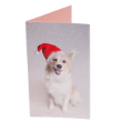 49860 - RSPCA Christmas Cards