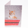 49862 - RSPCA Christmas Cards