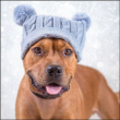 49863 - RSPCA Christmas Cards