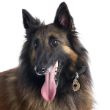 50009 - Pet ID Tag Friends