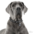 50039 - Pet ID Tag Friends