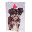 51250 - RSPCA Christmas Cards