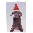 51251 - RSPCA Christmas Cards