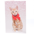 51252 - RSPCA Christmas Cards