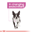 54353 - Royal Canin Dog