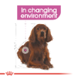 54354 - Royal Canin Dog