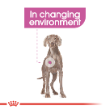 54355 - Royal Canin Dog