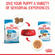 54506 - Royal Canin Mini Puppy