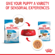 8015 - Box of Royal Canin Mini Puppy