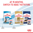 8017 - Box of Royal Canin Maxi