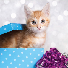 Christmas Cards Cat -Phabian 10 Cards & Envelopes