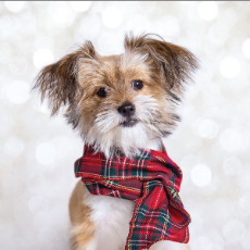 2017 Christmas Cards Dog Gypsy