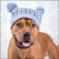 RSPCA Christmas Cards Dog- Radar 10 Cards & Envelopes