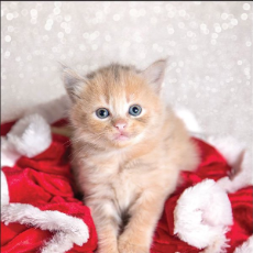RSPCA Christmas Cards Cat - Bowie 10 Cards & Envelopes