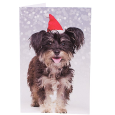 RSPCA Christmas Cards Dog Kim 10 Cards And Envelopes