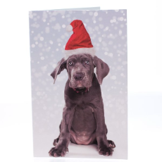 RSPCA Christmas Cards Dog Ava 10 Cards And Envelopes