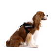 72675 - EzyDog Express Harness Black