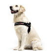 72674 - Ezy Dog Express Harness Blue