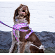 73241 - Dan & Sam Dog Harness