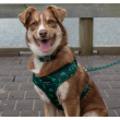 73242 - Dan & Sam Dog Harness