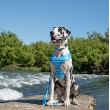 73243 - Dan & Sam Dog Harness