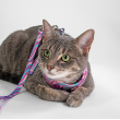 73244 - Dan & Sam Step-In Cat Harness