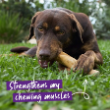 57425 - Kazoo Dental Chew
