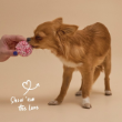 57426 - Kazoo Barneys Barkery Dog